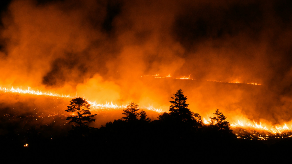Large tree burning